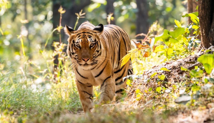 Pench National Park